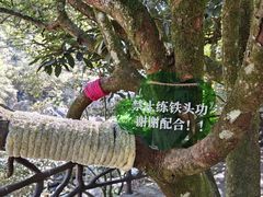 -石台牯牛降景区