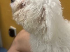 -美联众合动物医院(·中兽医·疑难杂症·严家桥分院)