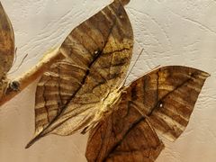 -青藏高原自然博物馆
