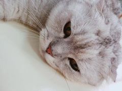 -喵的天空名猫咖啡馆·撸猫·猫舍·用品