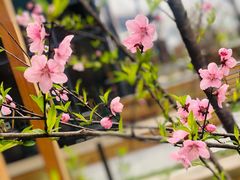 -田园东方蜜桃村的田野营地