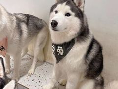 -Husky Go!哈士奇体验馆·宠物咖啡厅狗咖