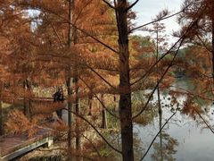 -昆山城市生态森林公园