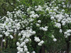 -上海共青森林公园