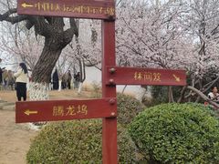 -桃花堤公园