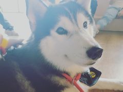 -Husky Go! 哈士奇体验馆·宠物咖啡厅狗咖