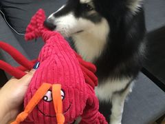 -1013 PET SHOP 宠物商店(近铁城市广场店)