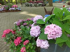 -共青国家森林公园-南大门停车场