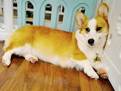 -柯斗斗主题餐厅·狗咖·围炉煮茶·茶饮(国瑞升平里店)