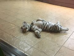 -清迈夜间动物园