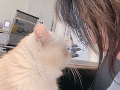 -艾贝尔宠物诊疗