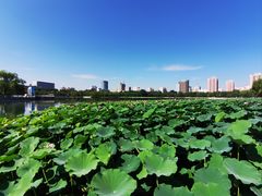 -莲花池公园