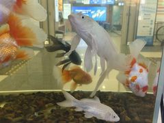 -武汉大学附属爱尔眼科医院(湖北总院)