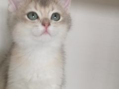 -东方名猫馆·英短金渐层布偶猫舍(环线广场1号楼店)