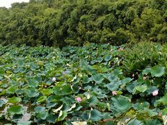 -艾溪湖湿地公园