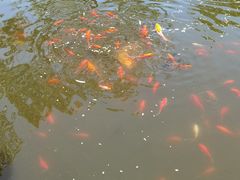 -龚家花园农家乐休闲别墅