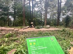 -中国大熊猫保护研究中心雅安碧峰峡基地