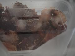 -脆皮五花肉(建东街旗舰店)