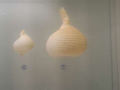 -青岛贝壳博物馆