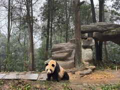 -中国大熊猫保护研究中心雅安碧峰峡基地