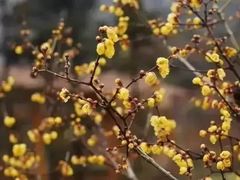 -重庆彩云湖湿地公园