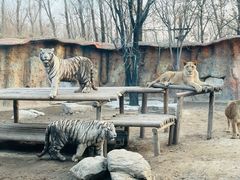 -北京野生动物园