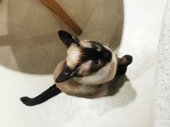 -藏猫猫咖啡主题馆(中央大道店)