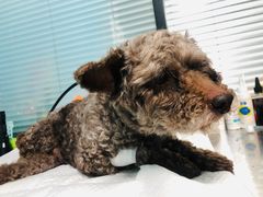 -喜洋洋宠物医院(震川路总店)