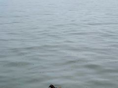 -西湖外事游船(花港观鱼码头)