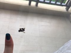 -西双版纳融创皇冠假日度假酒店