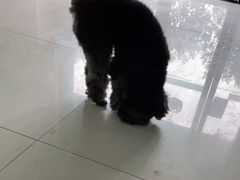 -安安宠物医院(情缘分院)