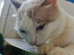 -喵喵咪呀布偶猫咖(春熙路店)