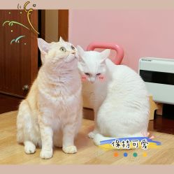 -齐伽生活馆·瑜伽·普拉提·阿育吠陀