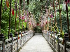 -西双版纳原始森林公园