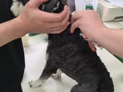 -利又安动物医院··老年病·猫科犬科·中兽医
