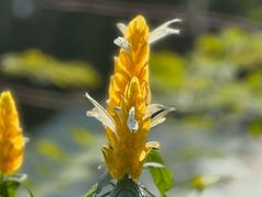 -云溪植物园