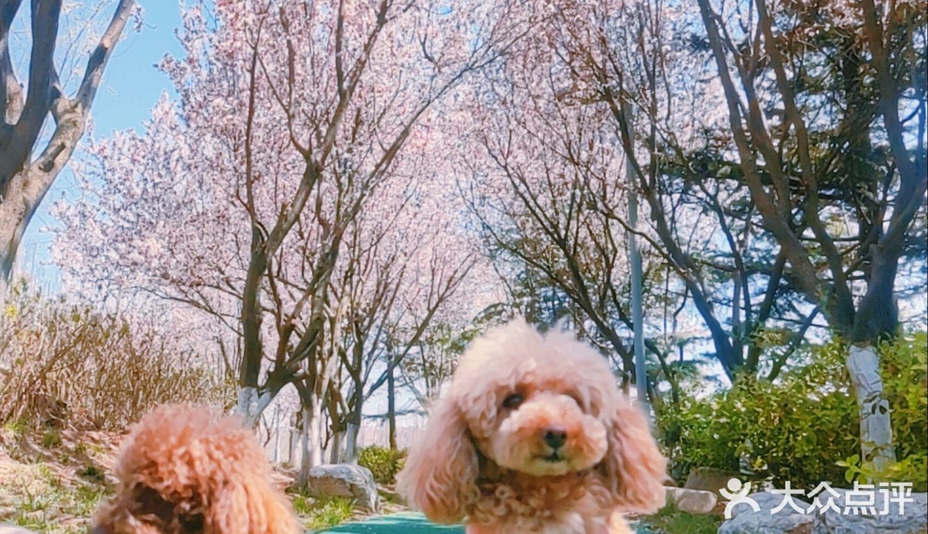 樱花季的旅行