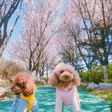 樱花季的旅行