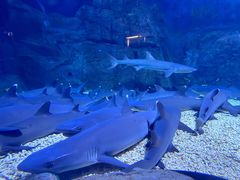 -烟台海昌鲸鲨海洋公园