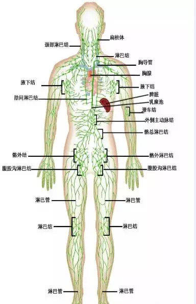 淋巴,又称"白色的血液",是体液的一种