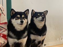 -是阿柴呀！柴犬咖啡·爱喵喵猫咖