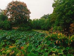 -月湖风景区