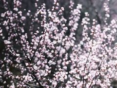 -北京鹫峰国家森林公园