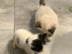-楼上猫咖(罗湖店)