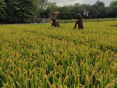 -溱湖国家湿地公园