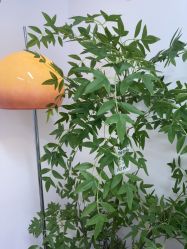 -变美丽半永久纹眉连锁·机器野生眉•洗眉
