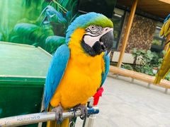 -南宫五洲植物乐园