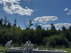 -五营红松林海景区