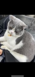 -和木形象