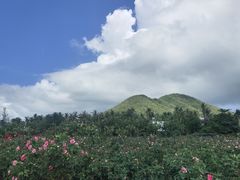 -亚龙湾国际玫瑰谷